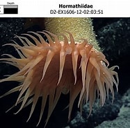 Image result for Hormathiidae. Size: 187 x 185. Source: www.ncei.noaa.gov