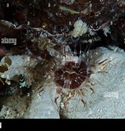 Image result for "arachnanthus Nocturnus". Size: 176 x 185. Source: www.alamy.com