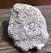 Afbeeldingsresultaten voor "stephanocoenia Michelinii". Grootte: 176 x 185. Bron: owlcation.com