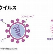 ウイルスとウイルスの違い に対する画像結果.サイズ: 183 x 157。ソース: amethyst.co.jp