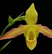 Image result for "sphaerodorum Flavum". Size: 179 x 185. Source: www.orchidweb.com