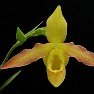 Image result for "sphaerodorum Flavum". Size: 186 x 185. Source: www.orchidweb.com