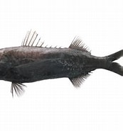Afbeeldingsresultaten voor "scombrolabrax Heterolepis". Grootte: 173 x 185. Bron: fishesofaustralia.net.au