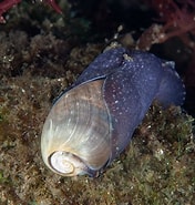Image result for Akera bullata Stam. Size: 176 x 185. Source: www.seawater.no