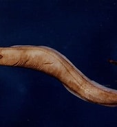 Afbeeldingsresultaten voor "simenchelys Parasitica". Grootte: 170 x 185. Bron: buttondown.email