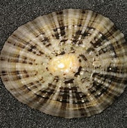 Afbeeldingsresultaten voor "patella Vulgata". Grootte: 183 x 185. Bron: www.pinterest.co.uk