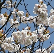Image result for 佐野 桜. Size: 189 x 185. Source: kono.my.coocan.jp