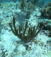 Image result for "Eunicea Tourneforti". Size: 165 x 185. Source: www.inaturalist.org