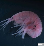 Image result for "leptocheirus Hirsutimanus". Size: 176 x 185. Source: www.researchgate.net