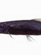 Image result for "astronesthes Niger". Size: 139 x 93. Source: fishesofaustralia.net.au