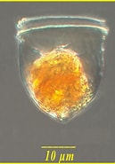 Afbeeldingsresultaten voor "ascampbelliella Armilla". Grootte: 129 x 185. Bron: www.marinespecies.org