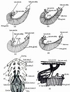 Image result for Gyge branchialis Stam. Size: 142 x 185. Source: www.researchgate.net