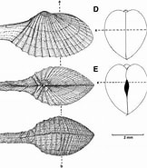 Afbeeldingsresultaten voor Cardiomya costellata Stam. Grootte: 162 x 185. Bron: www.researchgate.net