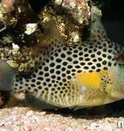 Image result for Balistes punctatus Feiten. Size: 176 x 185. Source: www.masterfisch.at