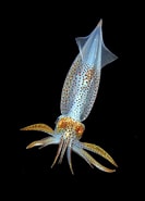 Image result for "alloteuthis Medius". Size: 133 x 185. Source: www.pinterest.co.uk