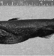Afbeeldingsresultaten voor "etmopterus Hillianus". Grootte: 178 x 97. Bron: www.researchgate.net