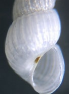 Image result for "chrysallida Pellucida". Size: 136 x 185. Source: www.naturamediterraneo.com