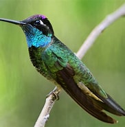 Afbeeldingsresultaten voor Rivoli's kolibrie. Grootte: 182 x 185. Bron: ebird.org