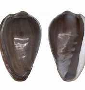 Image result for Marginella Huberti. Size: 176 x 185. Source: www.topseashells.com