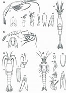 Afbeeldingsresultaten voor "gastrosaccus spinifer". Grootte: 131 x 185. Bron: www.researchgate.net