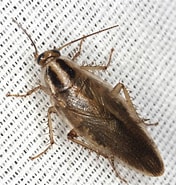 Image result for Procerodella asahinai Orde. Size: 176 x 185. Source: bugguide.net