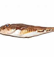 Image result for Triglops murrayi Stam. Size: 174 x 185. Source: www.descna.com