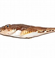 Image result for Triglops murrayi Stam. Size: 178 x 185. Source: www.descna.com