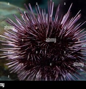 Afbeeldingsresultaten voor Strongylocentrotidae. Grootte: 178 x 185. Bron: www.alamyimages.fr