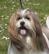 Image result for World Dansk Fritid Husdyr hunde Racer Selskabshunde Lhasa Apso. Size: 171 x 185. Source: www.dkk.dk