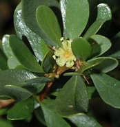 Afbeeldingsresultaten voor "aeginella Spinosa". Grootte: 174 x 185. Bron: www.plantsystematics.org