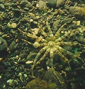 Afbeeldingsresultaten voor "peachia Cylindrica". Grootte: 176 x 185. Bron: www.marlin.ac.uk