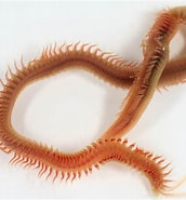 Image result for "malacoceros Fuliginosus". Size: 172 x 185. Source: www.discoverlife.org