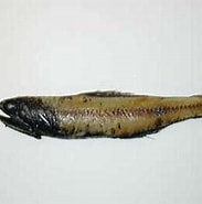 Image result for Notoscopelus Caudispinosus Diet. Size: 183 x 169. Source: fsf.fra.affrc.go.jp