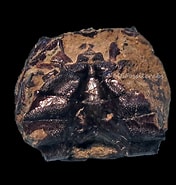 Image result for Retroplumoidea. Size: 176 x 185. Source: www.mbfossilcrabs.com