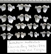 Image result for Teredora malleolus Orde. Size: 176 x 185. Source: www.aphotomarine.com