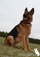 Image result for Schäferhund Vekt. Size: 131 x 185. Source: www.doggish-hundetraining.de