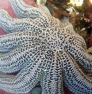 Image result for Stichasteridae dieet. Size: 180 x 185. Source: www.mollusca.co.nz