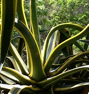Afbeeldingsresultaten voor "tuscarantha Hydra". Grootte: 175 x 185. Bron: www.helladelicious.com