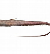 Afbeeldingsresultaten voor Aldrovandia phalacra Orden. Grootte: 172 x 185. Bron: fishesofaustralia.net.au