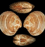 Image result for "venus Casina". Size: 176 x 185. Source: www.idscaro.net