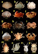 Afbeeldingsresultaten voor Aethridae. Grootte: 129 x 185. Bron: www.researchgate.net