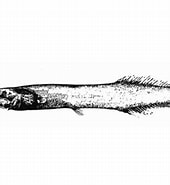 Image result for Bathyprion danae klasse. Size: 170 x 185. Source: fishesofaustralia.net.au