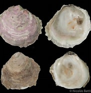 Image result for Crassostrea bilineata. Size: 182 x 185. Source: www.obsermar.com.ar