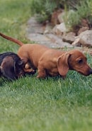 Bilderesultat for dachshunder. Størrelse: 130 x 185. Kilde: sweetdachshunds.com