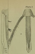 Image result for Myodocopina. Size: 118 x 185. Source: www.naturalista.mx
