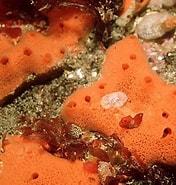 Image result for "amphilectus Fucorum". Size: 176 x 185. Source: www.habitas.org.uk