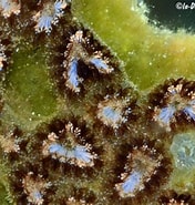 Image result for "botryllus Spp.". Size: 176 x 185. Source: www.underwaterkwaj.com