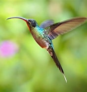 Risultato immagine per Perché I colibrì sono uccelli. Dimensioni: 176 x 185. Fonte: www.amoreaquattrozampe.it