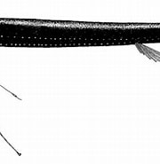 Image result for "flagellostomias Boureei". Size: 180 x 149. Source: azoresbioportal.uac.pt