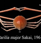 Image result for Parilia major. Size: 178 x 185. Source: www.seafdec.or.th